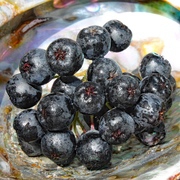 Aronia . Apfelbeere Aronia . Apfelbeere